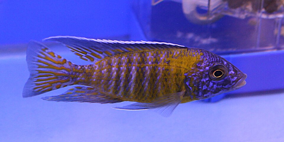 Peacock 'Usisya' (Aulonocara steveni)