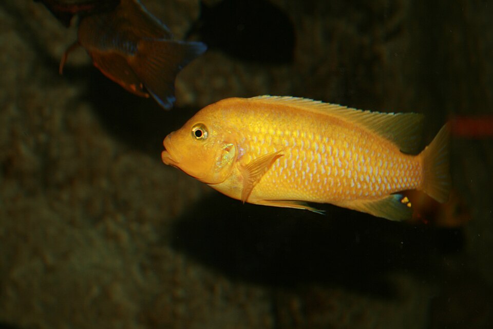 Kenyi / Lombardoi (Maylandia lombardoi)
