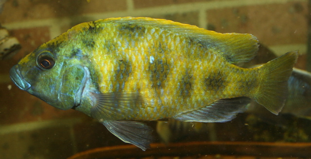 Venustus / Giraffe Hap (Nimbochromis venustus)