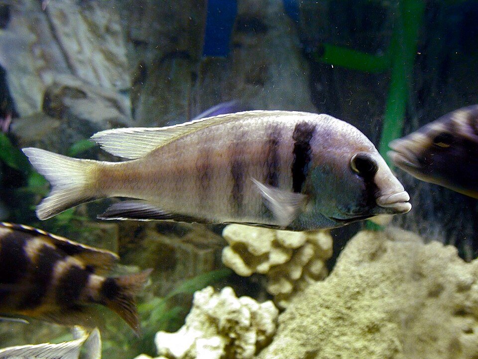 Deep Water Hap (Placidochromis electra)